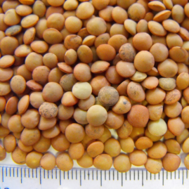 lentil